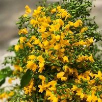 original sound - Haymar hay