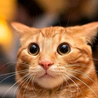 ohio_cat_bombastic