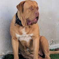 dogdebordeaux1