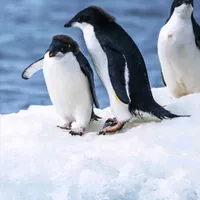 original sound - tarin.tahmid