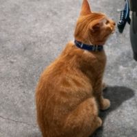 bunyi asal - JO -YURI🌹