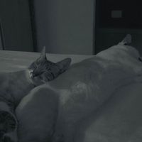 yvsagatha_