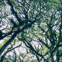 suara asli - @zunitaanggraini