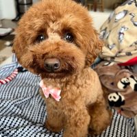 teddykumao