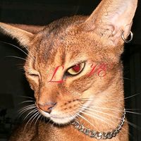 suara asli - Payast🗡️