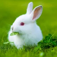 original sound - layaung1511