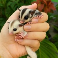 joyfulpets.kng