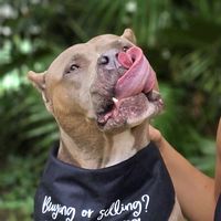 porschexlbully