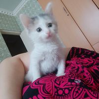artykowa.ayka