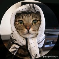 tiger_cat46