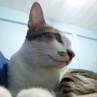 original sound - arearme