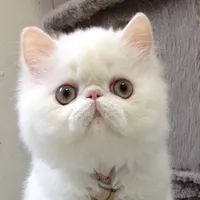 original sound - nuchaeshop