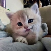 fallinginlovewithtuna