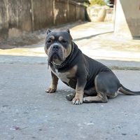 seefood_bully