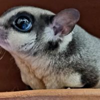 เสียงต้นฉบับ - Love Sugar Shop