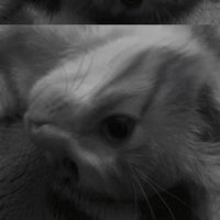 เสียงต้นฉบับ - เตทรงสเก็ต