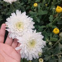 rockyrumana