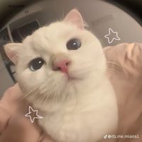 homfah_297