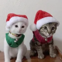 original sound - kai2cats
