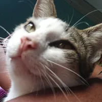 original sound - zinatali52