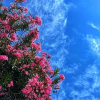 original sound - so24.03