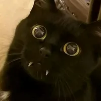 original sound - optimist572