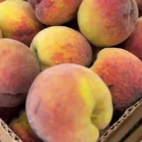 original sound - taif_fruit