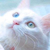 原声 - 双峰幽林