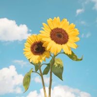 âm thanh gốc - Khiết Đan