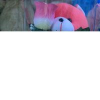 suara asli - seladantulan