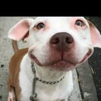 курочка кокало