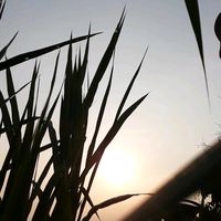 เสียงต้นฉบับ - ออดี้คอฟฟี่เซราะกราวอินดี้ 229