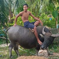 សំឡេងដើម - ស្រមោលធម្មជាតិ..🌳🪹💔🪵🌾