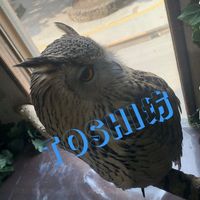 オリジナル楽曲 - TOSHI坊🦉🦇🐈‍⬛🧸🤍