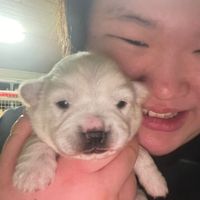 pig_subi