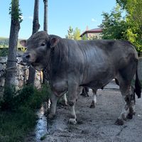 58akkaya_hayvancilik