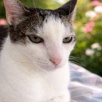 elly04gatos