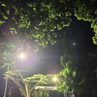 suara asli - Y.*