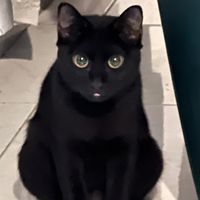 original sound - Apelllwapel