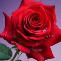 oniraz_