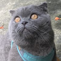 catbacon1