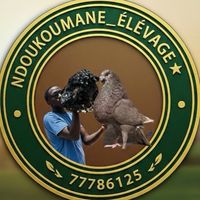 ndoukoumane02elevage