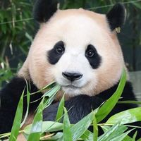 pandafubao3001