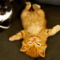 original sound - quack_32104