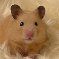 hamster_11.4.4