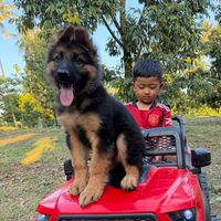 uro_k9