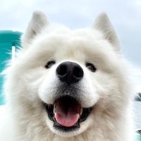 zukothesamoyed