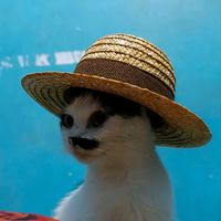 suara asli - a r f a n i