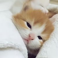 Cục cứk lỏng lẻo đây