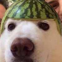 mertzrl